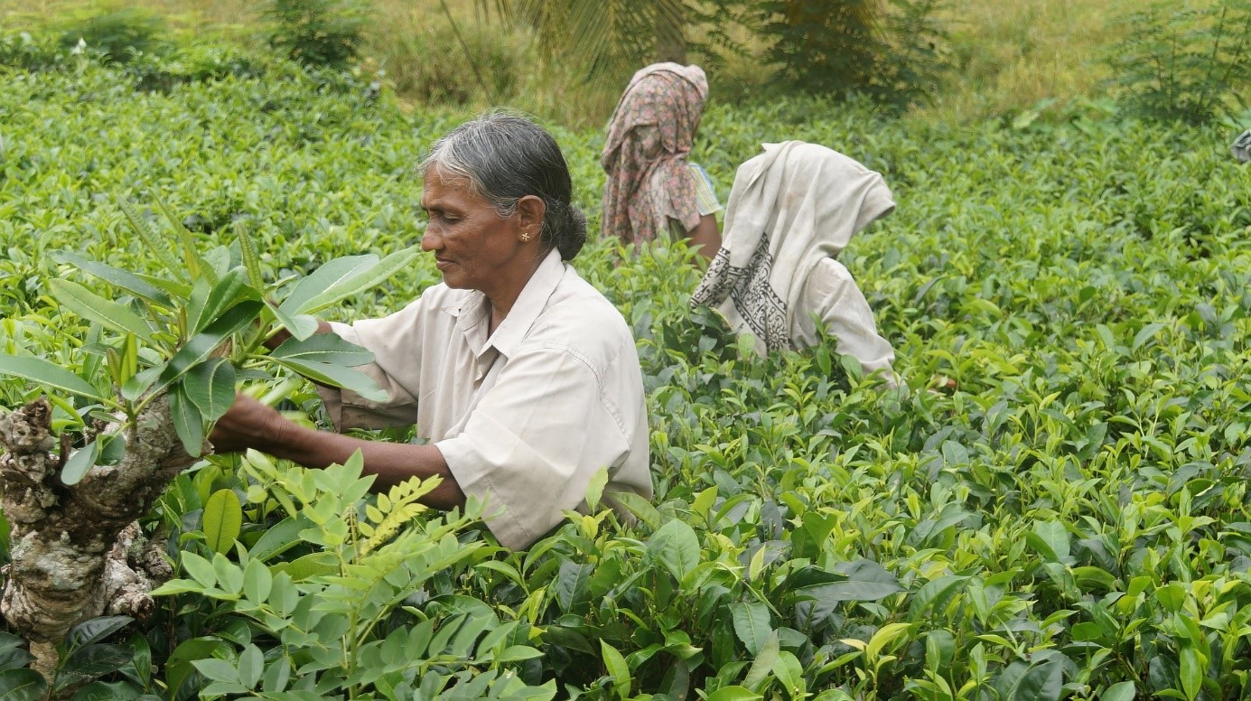 Sběr čajových lístků na Srí Lance