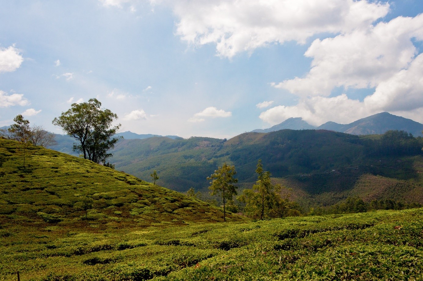 Čajová plantáž v Indii